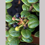 Shrubs ~ Vaccinium nummularia, Coin Whortleberry ~ Dancing Oaks Nursery and Gardens ~ Retail Nursery ~ Mail Order Nursery