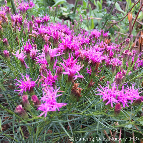 Perennials ~ Vernonia lettermanii 'Iron Butterfly', Ironweed ~ Dancing Oaks Nursery and Gardens ~ Retail Nursery ~ Mail Order Nursery