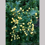 Shrubs ~ Viburnum opulus 'Xanthocarpum', Yellow-fruited Cranberry Bush ~ Dancing Oaks Nursery and Gardens ~ Retail Nursery ~ Mail Order Nursery