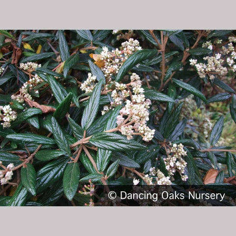 Shrubs ~ Viburnum x 'Pragense', Pragense Viburnum ~ Dancing Oaks Nursery and Gardens ~ Retail Nursery ~ Mail Order Nursery