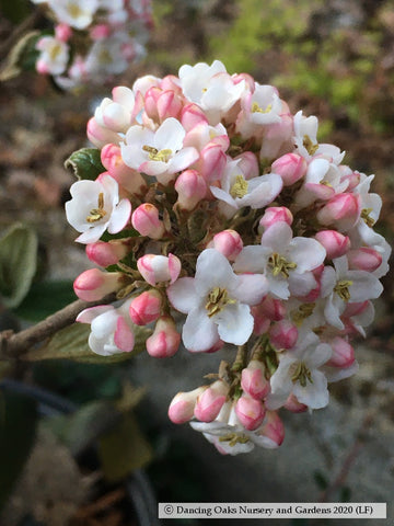 Shrubs ~ Viburnum x burkwoodii ~ Dancing Oaks Nursery and Gardens ~ Retail Nursery ~ Mail Order Nursery