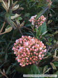 Shrubs ~ Viburnum x burkwoodii ~ Dancing Oaks Nursery and Gardens ~ Retail Nursery ~ Mail Order Nursery