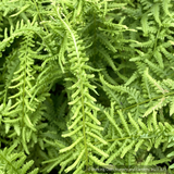 Ferns ~ Athyrium filix-femina 'Victoriae' ~ Dancing Oaks Nursery and Gardens ~ Retail Nursery ~ Mail Order Nursery