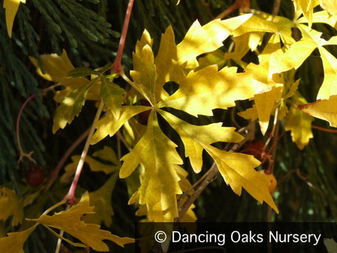 Vines ~ Ampelopsis aconitifolia, Monkshood Vine ~ Dancing Oaks Nursery and Gardens ~ Retail Nursery ~ Mail Order Nursery