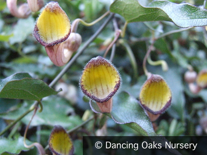 Erba Natale Indiana Pipa Olandese Aristolochia Tagala 10 Semi - Foto 2