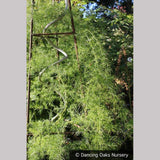 Vines ~ Asparagus verticillatus, Climbing Asparagus ~ Dancing Oaks Nursery and Gardens ~ Retail Nursery ~ Mail Order Nursery