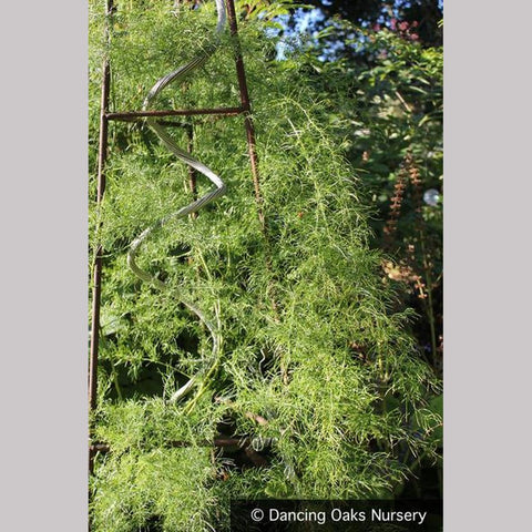 Vines ~ Asparagus verticillatus, Climbing Asparagus ~ Dancing Oaks Nursery and Gardens ~ Retail Nursery ~ Mail Order Nursery