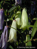 Vines ~ Billardiera longiflora Purple Form , Purple Apple Berry ~ Dancing Oaks Nursery and Gardens ~ Retail Nursery ~ Mail Order Nursery