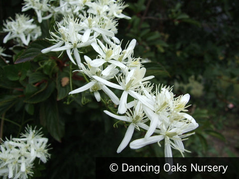 Vines ~ Clematis flammula, Fragrant Virgin's Bower ~ Dancing Oaks Nursery and Gardens ~ Retail Nursery ~ Mail Order Nursery