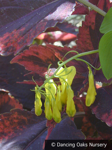 Vines ~ Dactylicapnos (syn. Dicentra) scandens, Climbing Bleeding Heart ~ Dancing Oaks Nursery and Gardens ~ Retail Nursery ~ Mail Order Nursery