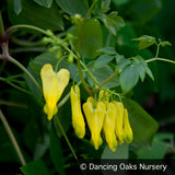 Vines ~ Dactylicapnos (syn. Dicentra) scandens, Climbing Bleeding Heart ~ Dancing Oaks Nursery and Gardens ~ Retail Nursery ~ Mail Order Nursery