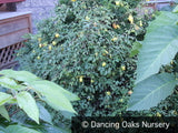 Vines ~ Dactylicapnos (syn. Dicentra) scandens, Climbing Bleeding Heart ~ Dancing Oaks Nursery and Gardens ~ Retail Nursery ~ Mail Order Nursery