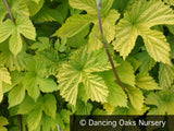 Vines ~ Humulus lupulus 'Aureus', Golden Hop ~ Dancing Oaks Nursery and Gardens ~ Retail Nursery ~ Mail Order Nursery
