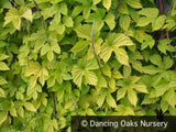 Vines ~ Humulus lupulus 'Aureus', Golden Hop ~ Dancing Oaks Nursery and Gardens ~ Retail Nursery ~ Mail Order Nursery