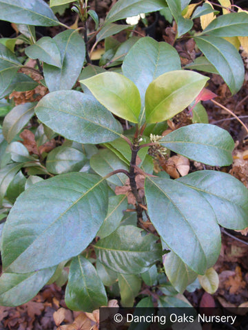 Vines ~ Hydrangea seemanii, Evergreen Climbing Hydrangea ~ Dancing Oaks Nursery and Gardens ~ Retail Nursery ~ Mail Order Nursery