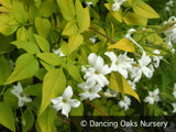 Vines ~ Jasminum officinale 'Fiona Sunrise', Hardy Golden Jasmine ~ Dancing Oaks Nursery and Gardens ~ Retail Nursery ~ Mail Order Nursery