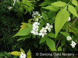 Vines ~ Jasminum officinale 'Fiona Sunrise', Hardy Golden Jasmine ~ Dancing Oaks Nursery and Gardens ~ Retail Nursery ~ Mail Order Nursery