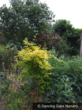 Vines ~ Jasminum officinale 'Fiona Sunrise', Hardy Golden Jasmine ~ Dancing Oaks Nursery and Gardens ~ Retail Nursery ~ Mail Order Nursery