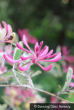 Vines ~ Lonicera x italica 'Sherlite', Harlequin Variegated Honeysuckle ~ Dancing Oaks Nursery and Gardens ~ Retail Nursery ~ Mail Order Nursery