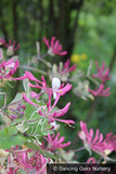 Vines ~ Lonicera x italica 'Sherlite', Harlequin Variegated Honeysuckle ~ Dancing Oaks Nursery and Gardens ~ Retail Nursery ~ Mail Order Nursery