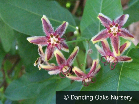 Vines ~ Periploca graeca, Milkweed Vine or Silk Vine ~ Dancing Oaks Nursery and Gardens ~ Retail Nursery ~ Mail Order Nursery