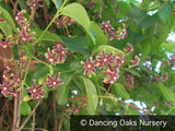 Vines ~ Periploca graeca, Milkweed Vine or Silk Vine ~ Dancing Oaks Nursery and Gardens ~ Retail Nursery ~ Mail Order Nursery