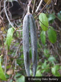 Vines ~ Periploca graeca, Milkweed Vine or Silk Vine ~ Dancing Oaks Nursery and Gardens ~ Retail Nursery ~ Mail Order Nursery