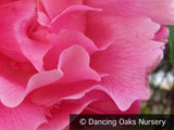 Vines ~ Rosa 'Madame Gregoire Staechelin', Climbing Rose ~ Dancing Oaks Nursery and Gardens ~ Retail Nursery ~ Mail Order Nursery