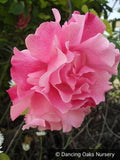 Vines ~ Rosa 'Madame Gregoire Staechelin', Climbing Rose ~ Dancing Oaks Nursery and Gardens ~ Retail Nursery ~ Mail Order Nursery