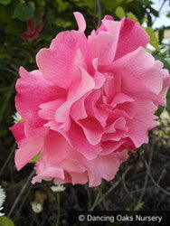 Vines ~ Rosa 'Madame Gregoire Staechelin', Climbing Rose ~ Dancing Oaks Nursery and Gardens ~ Retail Nursery ~ Mail Order Nursery