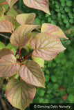 Vines ~ Schizophragma hydrangeoides 'Moonlight', Japanese Hydrangea Vine ~ Dancing Oaks Nursery and Gardens ~ Retail Nursery ~ Mail Order Nursery