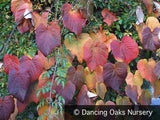 Vines ~ Vitis coignetiae, Crimson Glory Vine ~ Dancing Oaks Nursery and Gardens ~ Retail Nursery ~ Mail Order Nursery