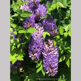 Vines ~ Wisteria frutescens 'Longwood Purple', Longwood Purple American Wisteria ~ Dancing Oaks Nursery and Gardens ~ Retail Nursery ~ Mail Order Nursery