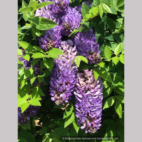 Vines ~ Wisteria frutescens 'Longwood Purple', Longwood Purple American Wisteria ~ Dancing Oaks Nursery and Gardens ~ Retail Nursery ~ Mail Order Nursery