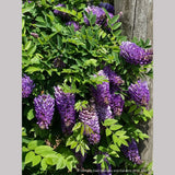 Vines ~ Wisteria frutescens 'Longwood Purple', Longwood Purple American Wisteria ~ Dancing Oaks Nursery and Gardens ~ Retail Nursery ~ Mail Order Nursery