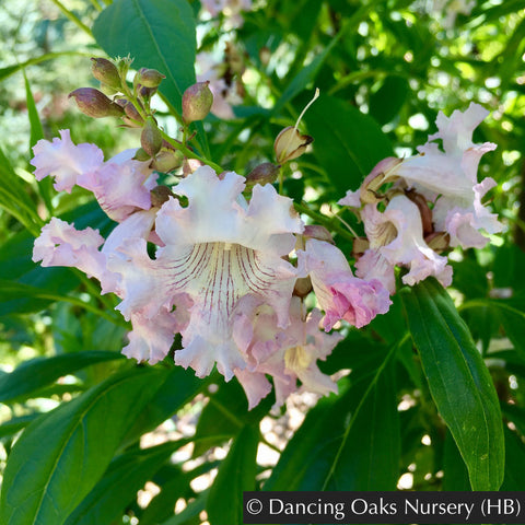 Trees ~ x Chitalpa tashkentensis 'Pink Dawn', Chitalpa ~ Dancing Oaks Nursery and Gardens ~ Retail Nursery ~ Mail Order Nursery