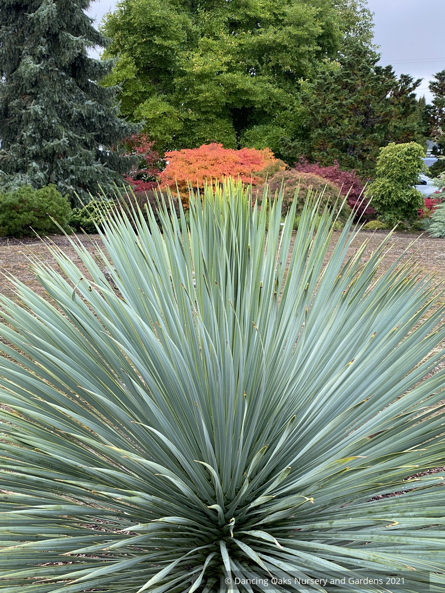 Perennials ~ Yucca rostrata 'Sapphire Skies', Beaked Blue Yucca ~ Dancing Oaks Nursery and Gardens ~ Retail Nursery ~ Mail Order Nursery
