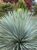 Perennials ~ Yucca rostrata 'Sapphire Skies', Beaked Blue Yucca ~ Dancing Oaks Nursery and Gardens ~ Retail Nursery ~ Mail Order Nursery