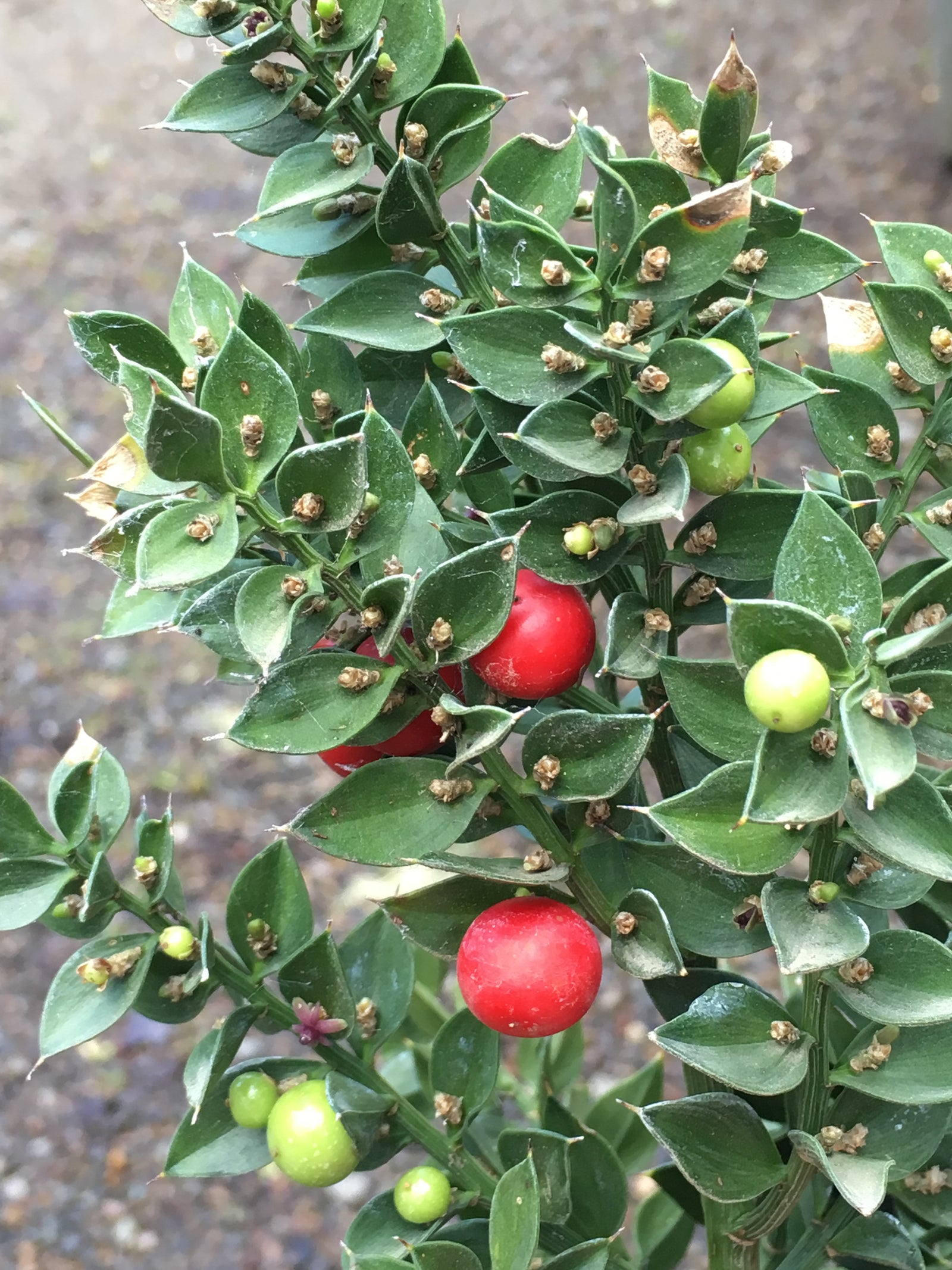 Plants for Dry Shade - Ruscus aculeatus 'Wheeler's Variety' - Dancing Oaks Nursery and Gardens