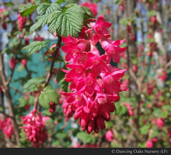 Ribes sanguineum up close