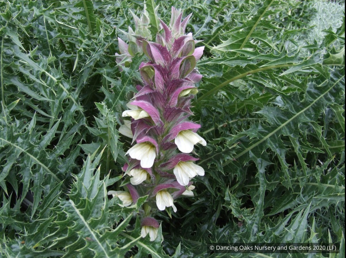 Syrian Acanthus