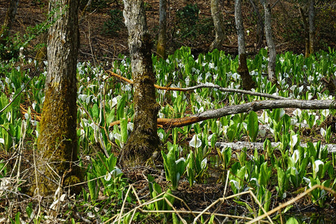 Perennials ~ Lysichiton camtschatcensis, 
Asian Skunk Cabbage or Far Eastern Swamp Lantern ~ Dancing Oaks Nursery and Gardens ~ Retail Nursery ~ Mail Order Nursery