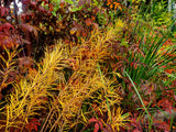 Perennials ~ Amsonia hubrichtii 'Butterscotch', Butterscotch Bluestar ~ Dancing Oaks Nursery and Gardens ~ Retail Nursery ~ Mail Order Nursery