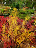 Perennials ~ Amsonia hubrichtii 'Butterscotch', Butterscotch Bluestar ~ Dancing Oaks Nursery and Gardens ~ Retail Nursery ~ Mail Order Nursery