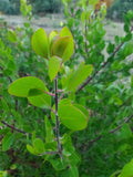 Shrubs ~ Arctostaphylos manzanita 'Mary's Blush' Common Manzanita ~ Dancing Oaks Nursery and Gardens ~ Retail Nursery ~ Mail Order Nursery