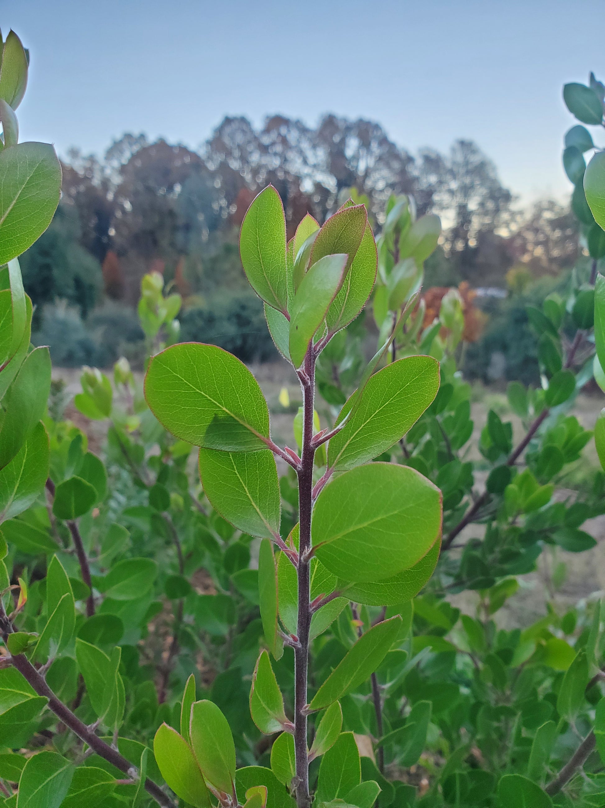Shrubs ~ Arctostaphylos manzanita 'Mary's Blush' Common Manzanita ~ Dancing Oaks Nursery and Gardens ~ Retail Nursery ~ Mail Order Nursery