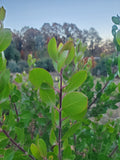 Shrubs ~ Arctostaphylos manzanita 'Mary's Blush' Common Manzanita ~ Dancing Oaks Nursery and Gardens ~ Retail Nursery ~ Mail Order Nursery