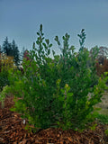 Shrubs ~ Arctostaphylos manzanita 'Mary's Blush' Common Manzanita ~ Dancing Oaks Nursery and Gardens ~ Retail Nursery ~ Mail Order Nursery