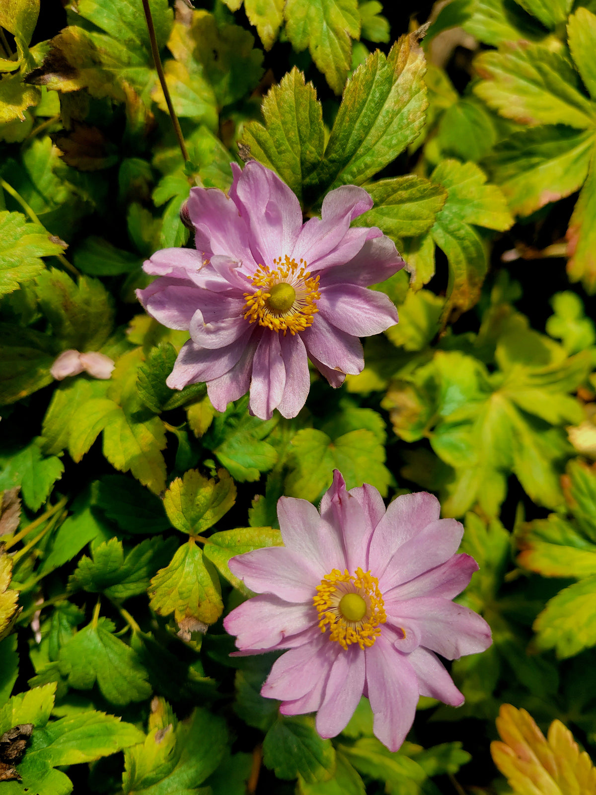 Perennials ~ Anemone x hybrida Fantasy™ series ‘Pocahontas’ PP25352,  Compact Japanese Anemone ~ Retail Nursery ~ Mail Order Nursery