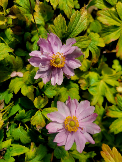 Perennials ~ Anemone x hybrida Fantasy™ series ‘Pocahontas’ PP25352,  Compact Japanese Anemone ~ Retail Nursery ~ Mail Order Nursery